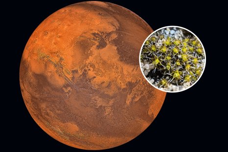 Plant Identified That Could Grow on Mars