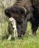 What could make a baby bison white?