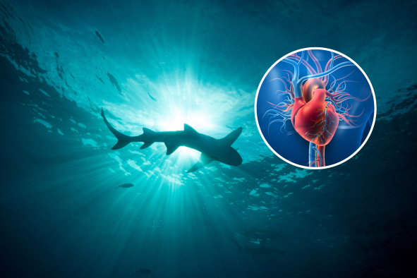 Sharks May Hold Secret to Keeping a Healthy Heart as You Age