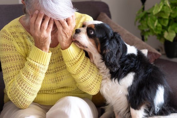 Dogs Have Upsetting Reaction to Us Crying, Study Finds