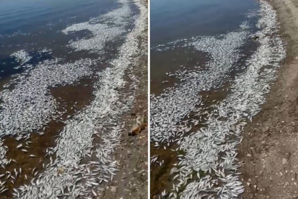 California Lake's Mysterious Fish Die-Off Kills Hundreds of Thousands