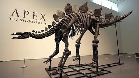 Extraordinary 161-million-year-old Stegosaurus to go up for auction at Sotheby's