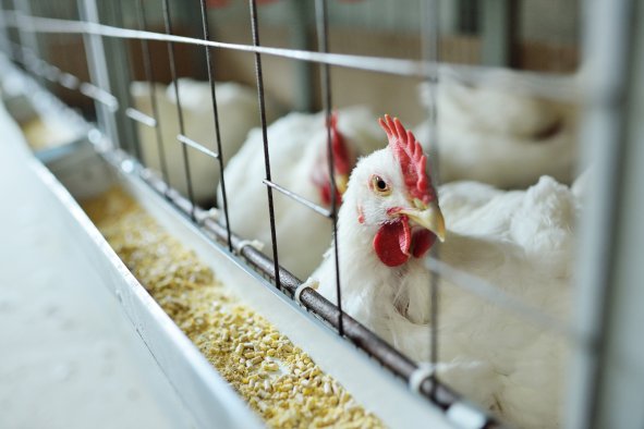 Bird Flu Reported in Colorado Workers