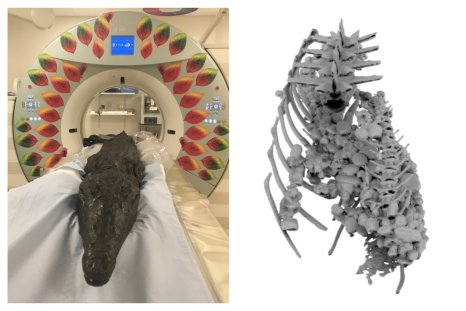 Deadly Last Meal of Mysterious Ancient Egyptian Mummified Croc Revealed