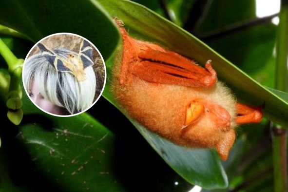 Americans Harming 'Unique' Species By Importing Weird Dead Bat Accessories