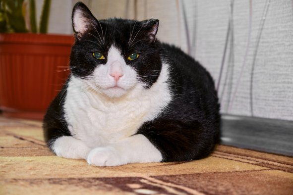 Chonky Cats May Help Us Lose Weight