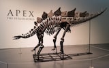 Billionaire Ken Griffin buys ‘Apex’ stegosaurus fossil for record $44m