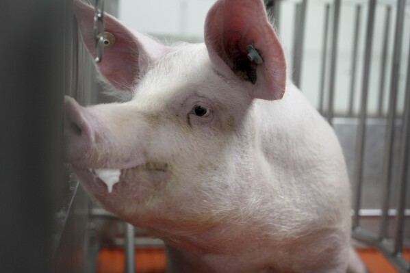 Meet some of the world’s cleanest pigs, raised to grow kidneys and hearts for humans