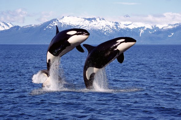 Orcas Sink Another Yacht: Why Killer Whales Are Attacking Boats