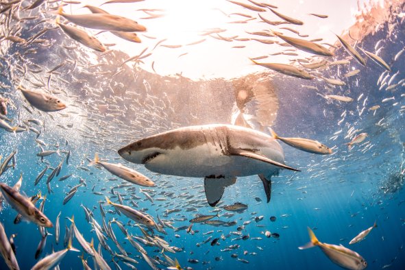 Great White Sharks Have Been Cliquey for up to 200,000 Years