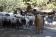 Greece announces nationwide restrictions to combat ‘goat plague’ outbreak