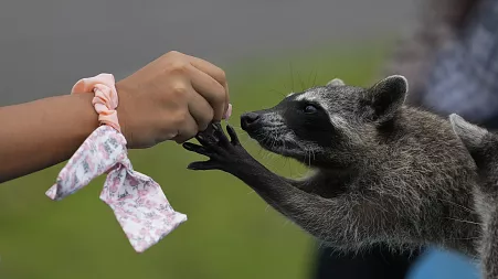 First cases of raccoon intestinal worms found in Belgium