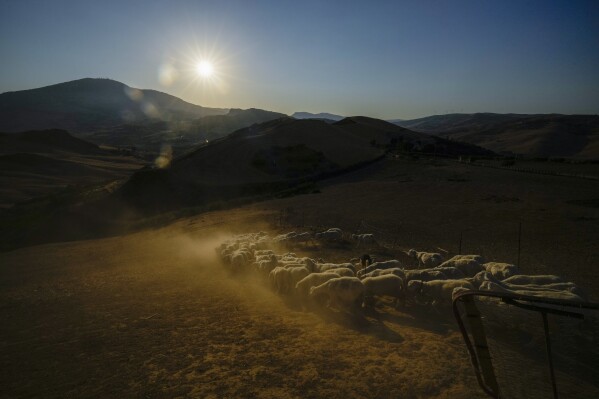 Extended drought parches Sicily, and farmers worry about being forced to sell off animals