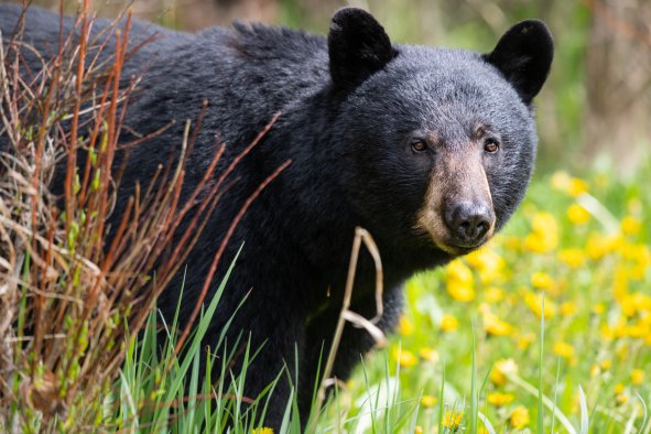 'Aggressive' Bear Tracked by Dogs and Euthanized for Biting Runner in Utah