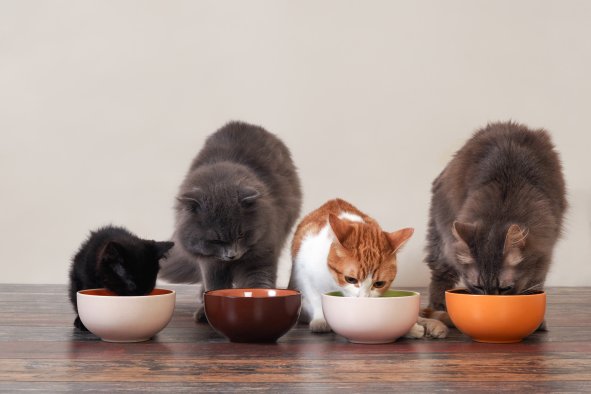 Cat Taste Testers Recruited to Make Better Kibble for Fussy Felines