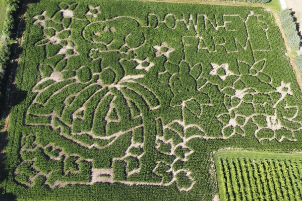 Farmers honor ‘Peanuts’ creator Charles M. Schulz with corn mazes across US and in Canada