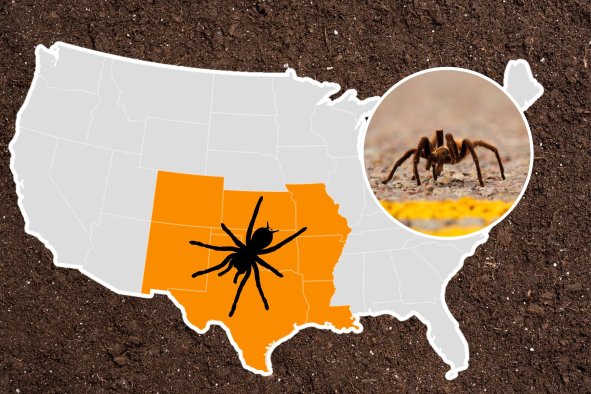 Tarantula Warning for Eight States: What to Know