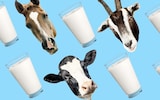 Is cow really the healthiest? The truth about animal milk