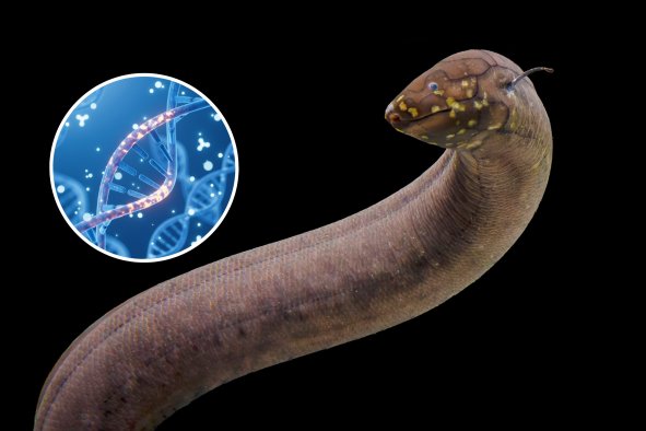 Living Fossil Has 'Largest of All Animal Genomes'â30x the DNA in Humans