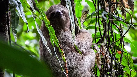 'Sloth fever': What you need to know about the deadly Oropouche virus after cases found in Europe