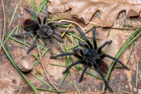 Striking New Tarantula Species Discovered 'in Our Own Backyard' in Arizona