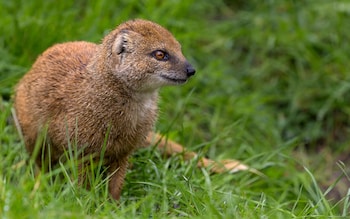 Want to speak mongoose? Let this book be your guide