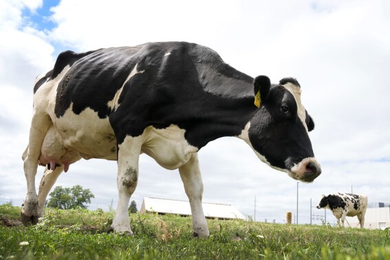 USDA efforts to solve the bird flu outbreak in cows are taking center stage in central Iowa