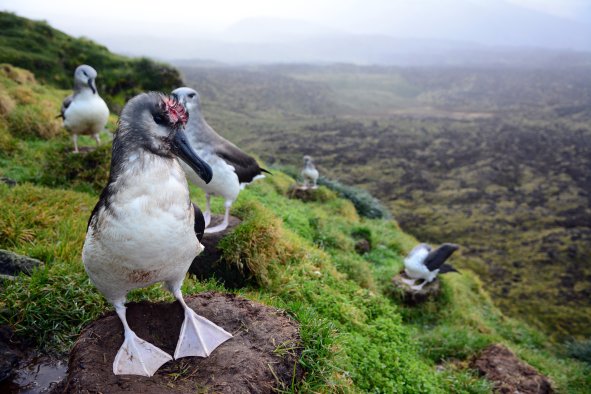 Officials To Bomb Albatross-Eating Mice, Solve Problem 'Once and for All'