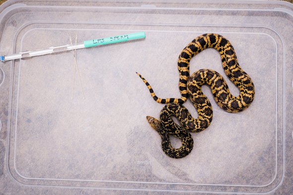 World-First Snake Born From 'Frozen Zoo' Samples in Tennessee