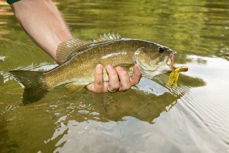 Grand Canyon Fish Invasion Prevented