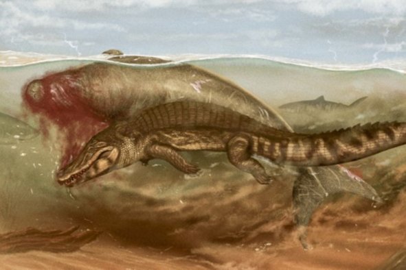 Shark and Crocodile Ate Unlucky Sea Cow, 'Extremely Rare' Fossil Reveals