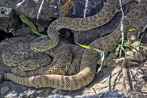 Newborn rattlesnakes at a Colorado ‘mega den’ are making their live debut