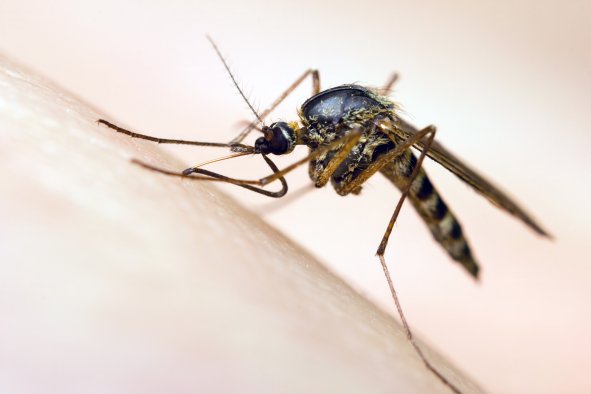 Massachusetts Mosquito Virus: Eastern Equine Encephalitis Explained