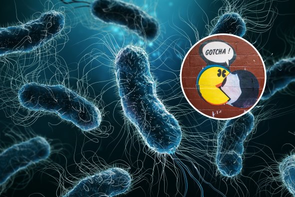 Microbiologists Discover 'Impossible' Pac-Man Bacteria