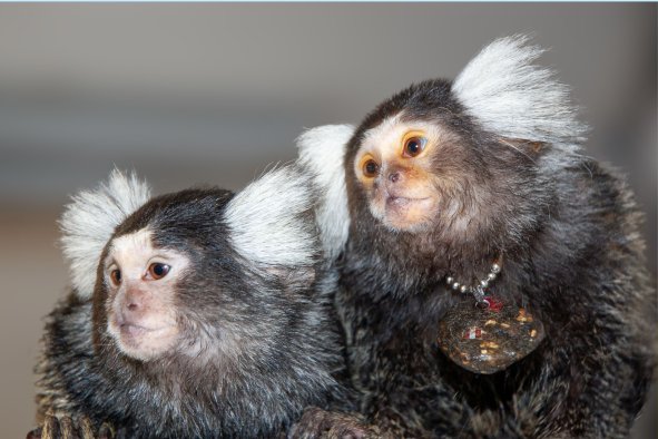 Marmoset Monkeys Give Each Other Names, Scientists Reveal