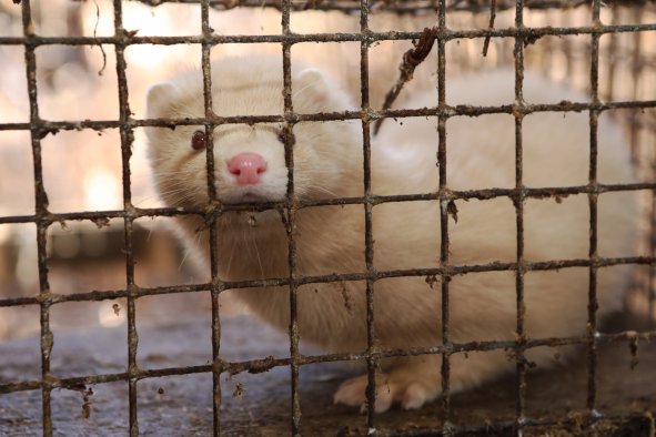 Pandemic Fears as Dozens of 'High Risk' Viruses Found in China's Fur Farms