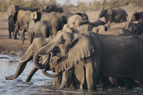 Zimbabwe's Plan To Cull 200 Elephants Doesn't Go Far Enough, Official Says