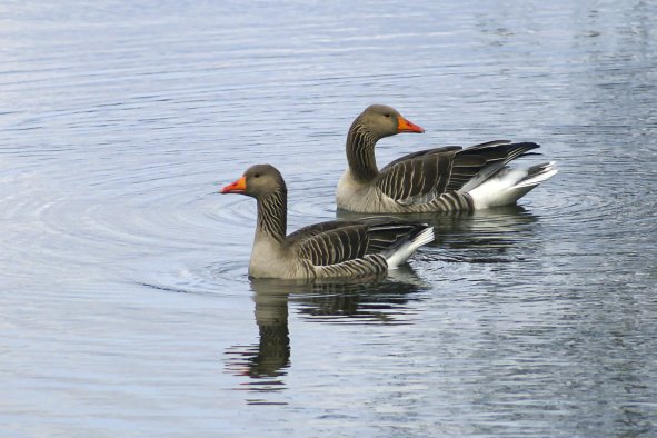 Geese Couples With Matching Personalities Have More Babies