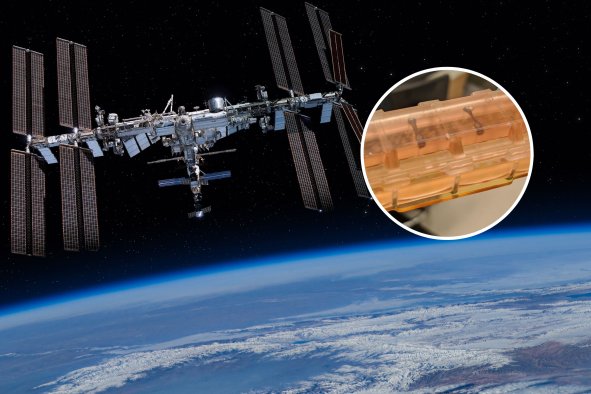 Heartbeats Weaken After Just a Month in Space