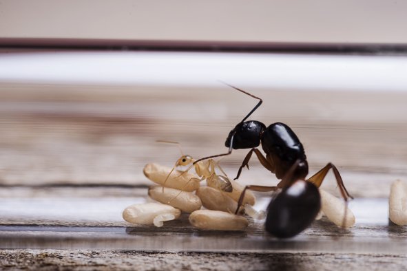 Ant Queens Cannibalize Their Sick Offspring