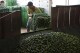 Mexico sends 660 soldiers, National Guard to protect lime growers suffering extortion by cartels