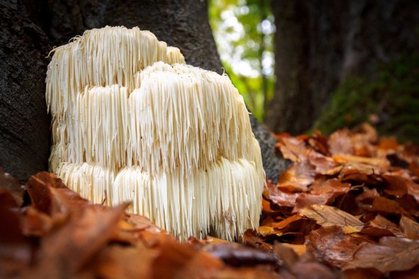 Lion's Mane: What Do Medicinal Mushrooms Do? Scientists Explain