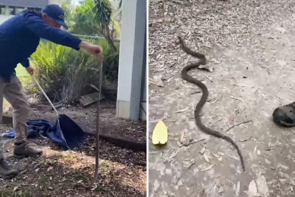 Venomous Snake Found in School: 'We Rushed Over as Quickly as We Could'