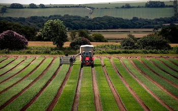 Three quarters of British food will be hit by Reeves’s tax raid, warn farmers